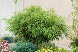 Bambou fargesia Rufa en promo chez Carrefour Bourges à 43,96 €