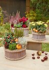 Herbst-Arrangements im Angebot bei toom Baumarkt in Stralsund Herbst-Arrangements Angebote bei toom Baumarkt Stralsund für 12,99 €