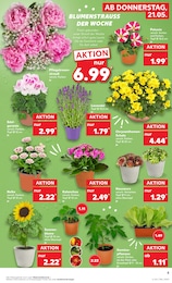 Kaufland Geranie im Prospekt 