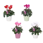 Cyclamen pot 12 cm dans le catalogue Carrefour
