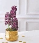 Composition de 3 jacinthes dans le catalogue Super U