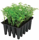 Bunte Möhre Angebote bei Dehner Garten-Center Trier für 3,79 €