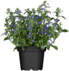 Blaue Lobelie im aktuellen OBI Prospekt