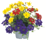 toom Baumarkt Belm - Sommertrio Angebot im Prospekt Sommertrio bei toom Baumarkt im Belm Prospekt für 4,59 €