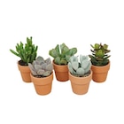 Jardiland La Londe-les-Maures - Promo Mini succulentes ECLOZ Promo Mini succulentes ECLOZ à 2,66 € dans le catalogue Jardiland à La Londe-les-Maures