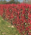 Ma Jardinerie Illzach - Promo Photinia Carre Rouge Promo Photinia Carre Rouge à 5,99 € dans le catalogue Ma Jardinerie à Illzach