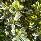 Euonymus Japonicus Bravo vert 80/100 cm en pot de 18 L - BOTANIC® - Botanic Euonymus Japonicus Bravo vert 80/100 cm en pot de 18 L - BOTANIC® à 39,99 € dans le catalogue Botanic