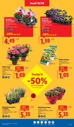 Prix et réduction Kalanchoë dans le prospectus Lidl en cours Offre Kalanchoë dans le catalogue Lidl du moment à la page 31