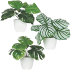 Plante verte pot plastique - Maxi Bazar Plante verte pot plastique à 6,99 € dans le catalogue Maxi Bazar
