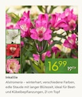 Pflanzen Kölle Ahrensburg Prospekt mit  im Angebot für 16,99 €