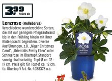 Lenzrose (Helleborus) bei OBI in Offenbach Lenzrose (Helleborus) im Angebot bei OBI Offenbach für 3,99 €