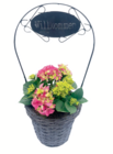 Hortensie im Korb im aktuellen toom Baumarkt Prospekt