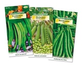 Sämereien im aktuellen Netto mit dem Scottie Prospekt