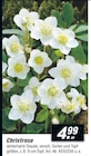 Christrose im Angebot bei toom Baumarkt in Wismar Christrose Angebote bei toom Baumarkt Wismar für 4,99 €