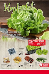 Salat Angebot im aktuellen Selgros Prospekt auf Seite 4