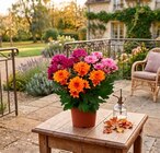 Chrysanthème multifleurs - Carrefour à Saint-Raphaël Chrysanthème multifleurs en promo chez Carrefour Saint-Raphaël à 1,79 €