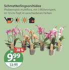 Schmetterlingsorchidee von  im aktuellen V-Markt Prospekt für 9,99 €
