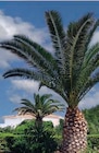 Phoenix Canariensis en promo chez Hyper U Angers à 49,90 €