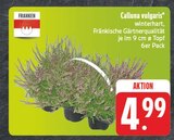 EDEKA Fichtelberg - Calluna vulgaris Angebot im Prospekt Calluna vulgaris bei EDEKA im Fichtelberg Prospekt für 4,99 €