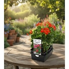 Géranium en promo chez Carrefour Aulnay-sous-Bois à 6,50 €