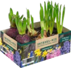 Blumenzwiebel-Mix, 6er-Tray im Angebot bei ALDI SÜD in Heilbronn Blumenzwiebel-Mix, 6er-Tray Angebote von Gardenline bei ALDI SÜD Heilbronn für 0,99 €
