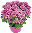 Chrysantheme „Swifty“ Angebot in Römerstein Chrysantheme „Swifty“ im aktuellen Prospekt bei BayWa Bau- und Gartenmärkte in Römerstein
