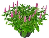 Penny - Veronica 'Ehrenpreis' Angebot im Prospekt Veronica 'Ehrenpreis' bei Penny im Prospekt "" für 5,59 €