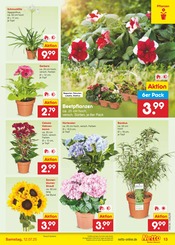 Ähnliche Tulpen Angebote im Prospekt "Aktuelle Angebote" von Netto Marken-Discount in Leinfelden-Echterdingen Ähnliche Angebote wie Tulpen im Prospekt "Aktuelle Angebote" auf Seite 15 von Netto Marken-Discount in Leinfelden-Echterdingen