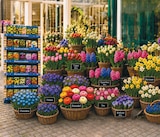 Blumenzwiebeln im Angebot bei Netto mit dem Scottie in Norderstedt Blumenzwiebeln Angebote bei Netto mit dem Scottie Norderstedt für 0,99 €