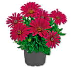 Bornholmer Margerite Angebote bei Penny Rheine für 1,69 €