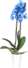 ORCHIDÉE BLEUE 2 BRANCHES + CACHE POT PLASTIQUE - SANS MARQUE - Auchan Supermarché à Nanterre ORCHIDÉE BLEUE 2 BRANCHES + CACHE POT PLASTIQUE - SANS MARQUE en promo chez Auchan Supermarché Nanterre à 14,99 €