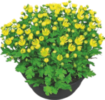 Chrysanthème - GARDENLINE en promo à 3,49 € chez Aldi Chrysanthème - GARDENLINE dans le catalogue Aldi