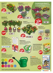 Gartenerde im V-Markt Prospekt in Kaufbeuren Aktueller V-Markt Prospekt mit Gartenerde, "V-Markt einfach besser einkaufen", Seite 17