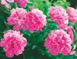 Promo Pivoine herbacée à 7,99 € dans le catalogue Delbard à Blavozy