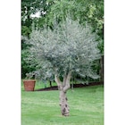 Promo Olivier à 69,99 € dans le catalogue Carrefour Market à Mareuil-lès-Meaux