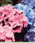 Hortensia - Norma à Mulhouse Hortensia en promo chez Norma Mulhouse à 4,99 €