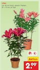 Lilien im Angebot bei Netto Marken-Discount in Lemgo Lilien Angebote bei Netto Marken-Discount Lemgo für 2,99 €