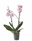 Schmetterlingsorchidee bei Lidl im Langeneichstädt Prospekt für 7,99 €