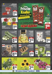 E center Gurken im Prospekt 