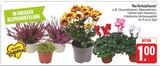 Chrysanthemen im Angebot bei EDEKA in Hof Chrysanthemen Angebote bei EDEKA Hof für 1,00 €