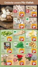 REWE Kartoffeln im Prospekt 