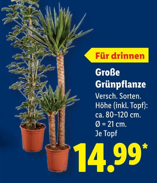 Große Grünpflanze