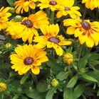 Sonnenhut 'Rudbeckia' für 12,95 € bei Hornbach im Angebot Sonnenhut 'Rudbeckia' im aktuellen Hornbach Prospekt