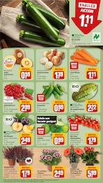Blumen Angebot im aktuellen REWE Prospekt auf Seite 7