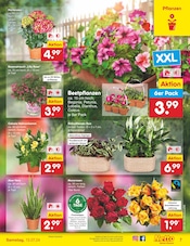 Ähnliche Angebote wie Palme im Prospekt "Aktuelle Angebote" auf Seite 7 von Netto Marken-Discount in Lutherstadt Wittenberg
