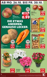 Ähnliche Rhododendron Angebote im Prospekt "Hier bin ich richtig" von Kaufland in Göttingen Ähnliche Angebote wie Rhododendron im Prospekt "Hier bin ich richtig" auf Seite 32 von Kaufland in Göttingen