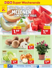 Pflanzen im aktuellen Netto Marken-Discount Prospekt (Bremen) Pflanzen im Netto Marken-Discount Prospekt "Aktuelle Angebote" mit 73 Seiten (Bremen)