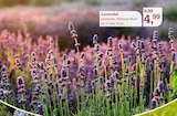 Lavendel Hidcote Blue Angebote bei Garten-Center Nordharz GmbH & Co. KG Salzgitter für 4,99 €