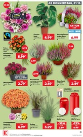 Blumen im Kaufland Prospekt in Neubrandenburg Aktueller Kaufland Prospekt mit Blumen, "Hier bin ich richtig", Seite 45