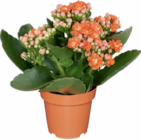 Netto Marken-Discount Klein Berßen - Kalanchoe Angebot im Prospekt Kalanchoe bei Netto Marken-Discount im Klein Berßen Prospekt für 1,99 €